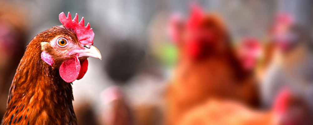 Chickens